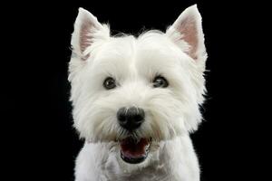 retrato do uma fofa oeste terras altas branco terrier foto