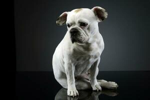 branco francês buldogue com engraçado orelhas posando dentro uma Sombrio foto estúdio