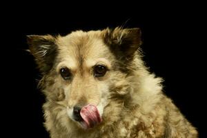 retrato do a adorável misturado procriar cachorro foto