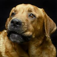 adorável recuperador retrato dentro uma Sombrio foto estúdio