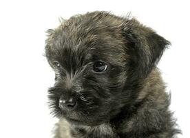 cachorro monte de pedras terrier retrato dentro estúdio foto