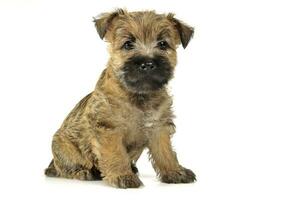 cachorro monte de pedras terrier sentado em a chão foto