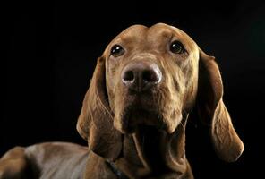 húngaro vizsla retrato dentro Preto fundo foto