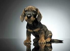 adorável cachorro dachshund sentado dentro uma brilhante mesa foto