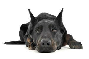 adorável Beauceron relaxante dentro uma branco foto foto estúdio fundo