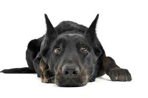 adorável Beauceron relaxante dentro uma branco foto foto estúdio fundo