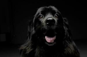 agradável Terra Nova cachorro portorait dentro uma Sombrio foto estúdio fundo