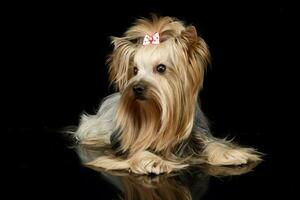 grandes cabelo Yorkshire terrier deitado dentro uma estúdio foto