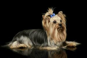 lindo yorkshire terrier deitado dentro uma brilhante Preto estúdio chão foto