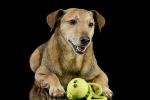 estúdio tiro do a adorável misturado procriar cachorro com uma bola foto