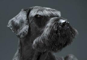 gigante schnauzer retrato dentro uma Sombrio estúdio foto