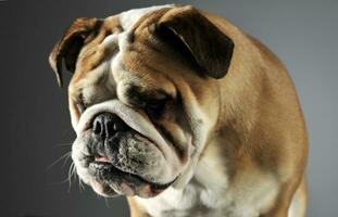 buldogue retrato dentro uma cinzento foto estúdio