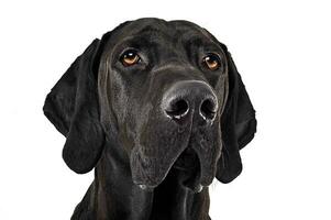 misturado procriar Preto cachorro retrato dentro branco estúdio foto