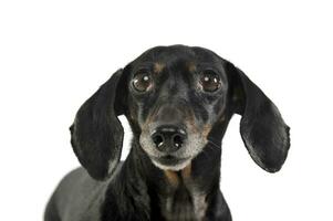 a adorável curto cabelos dachshund olhando curiosamente às a Câmera foto