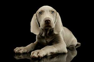 estúdio tiro do uma lindo weimaraner cachorro foto