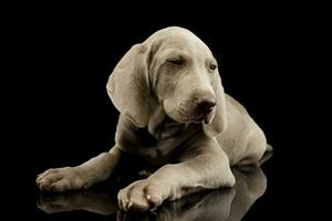 estúdio tiro do uma lindo weimaraner cachorro foto