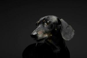 retrato do a adorável Preto e bronzeado curto cabelos dachshund foto