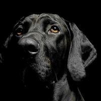 misturado procriar Preto cachorro retrato dentro Preto fundo foto