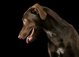 engraçado orelhas misturado procriar Castanho cachorro retrato dentro Preto estúdio fundo foto