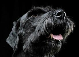 Forte schnauzer retrato dentro Preto fundo foto