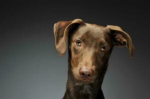 lindo vôo orelhas misturado procriar cachorro retrato dentro fundo cinza foto