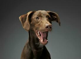 lindo vôo orelhas misturado procriar cachorro retrato dentro cinzento fundo foto