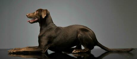 lindo vôo orelhas misturado procriar cachorro relaxante dentro cinzento fundo foto