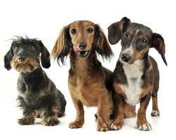 grupo ogf adorável dachshund relaxante dentro branco estúdio foto