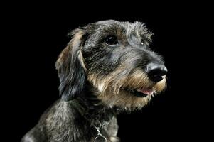 retrato do a adorável com fio cabelos dachshund olhando curiosamente - isolado em Preto fundo foto