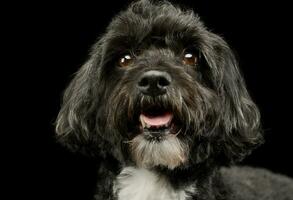 retrato do a adorável havanese foto