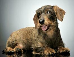 agradável com fio cabelo dachshund relaxante dentro cinzento fundo foto