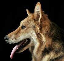 fofa misturado procriar cachorro retrato dentro Preto estúdio foto