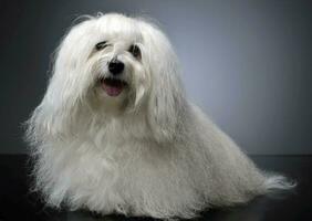 adorável shi-tzu relaxante dentro uma cinzento foto estúdio