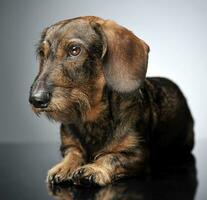 com fio cabelo dachshund relaxante dentro cinzento estúdio foto