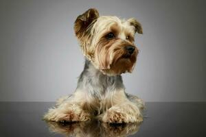 estúdio tiro do a adorável yorkshire terrier foto