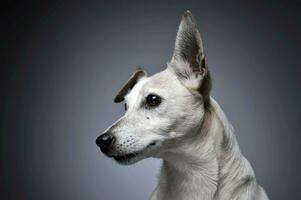 engraçado orelhas branco cachorro retrato dentro graduado fundo foto