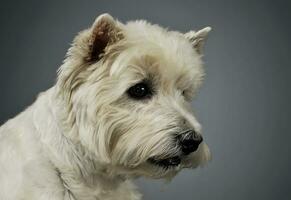 retrato do a adorável oeste terras altas branco terrier olhando curiosamente foto