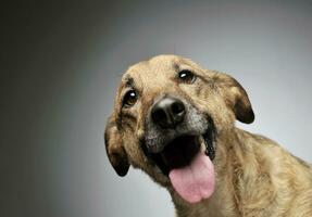 retrato do a adorável misturado procriar cachorro olhando curiosamente às a Câmera foto