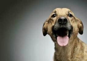 retrato do a adorável misturado procriar cachorro olhando curiosamente às a Câmera foto