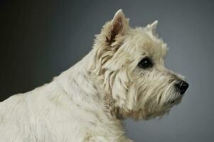 retrato do a adorável oeste terras altas branco terrier olhando curiosamente foto