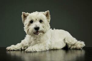 estúdio tiro do a adorável oeste terras altas branco terrier deitado e olhando curiosamente às a Câmera foto