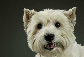 retrato do a adorável oeste terras altas branco terrier olhando curiosamente às a Câmera foto