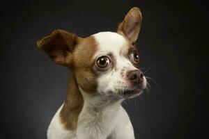 feio vôo orelhas chihuahua retrato dentro uma cinzento fundo foto