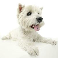 oeste terras altas branco terrier relaxante dentro uma grande branco cubo foto