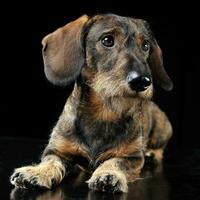 com fio cabelo dachshund deitado dentro uma Preto foto estúdio