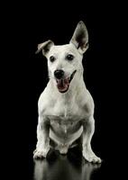 estúdio tiro do a adorável jack russell terrier sentado e olhando feliz foto