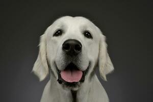 retrato do a adorável dourado retriever foto