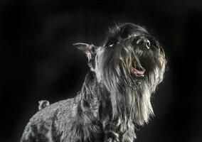 miniatura schnauzer olhando acima dentro uma Preto estúdio fundo foto