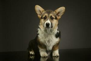 lindo cachorro corgie sentado dentro uma Sombrio foto estúdio