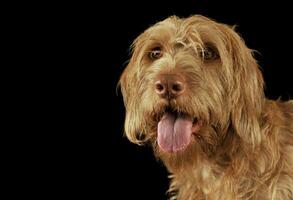 retrato do a adorável cabeludo magiar vizsla olhando às a Câmera com suspensão língua foto